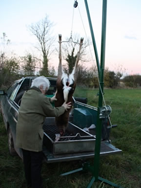 Carcase Handling