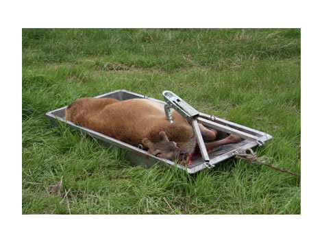 Carcase Transport