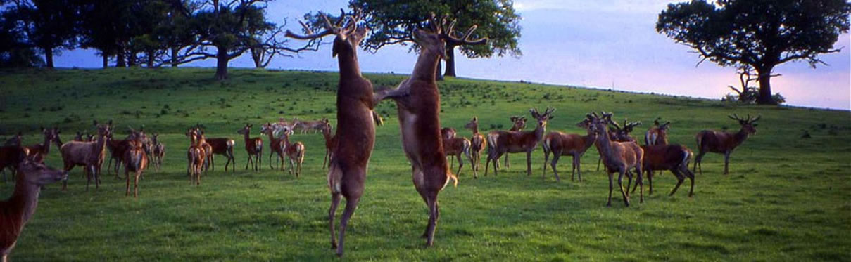 Donington Deer Management