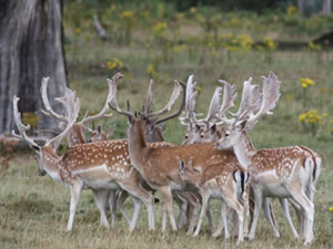 Donington Deer Management