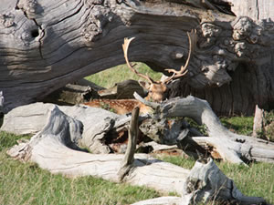 Donington Deer Management