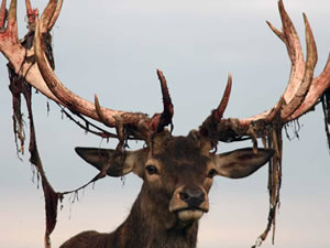 Donington Deer Management